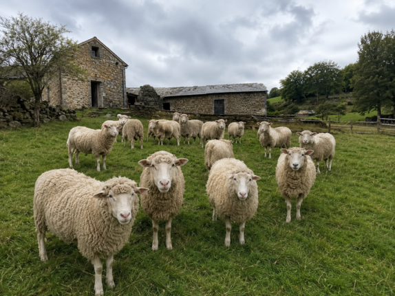 Immersion avec les moutons